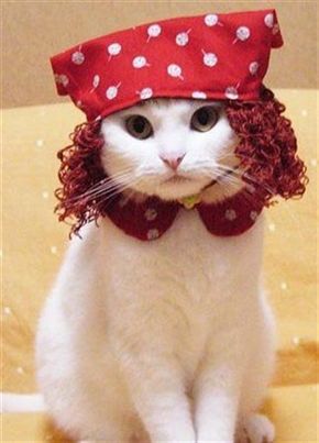 Cute kitten with a hat